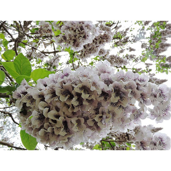 بذر درخت پالونیا فورتونی گلس گاردن مدل GL1gr