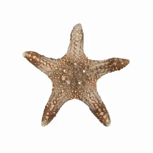 ستاره دریایی تزیینی مدل n12