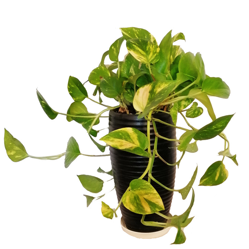 گیاه طبیعی پتوس کد 0210