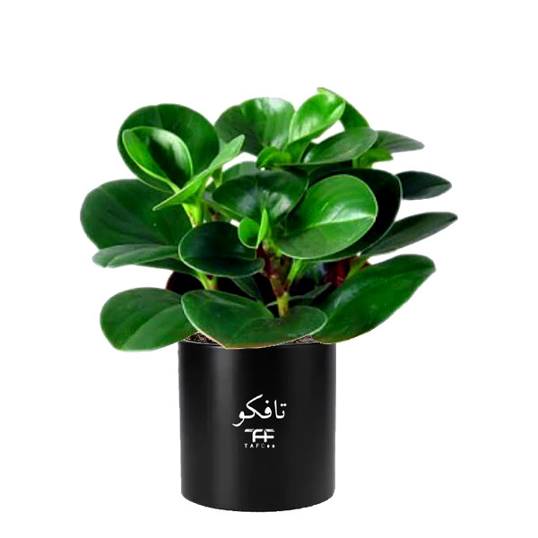 گل طبیعی قاشقی سبز تافکو مدل s1