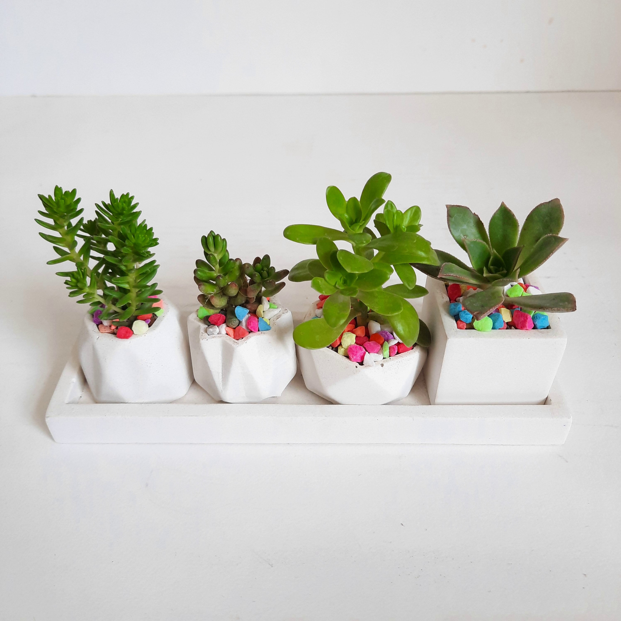 گیاه طبیعی ساکولنت و کاکتوس کد 8 مجموعه 4 عددی