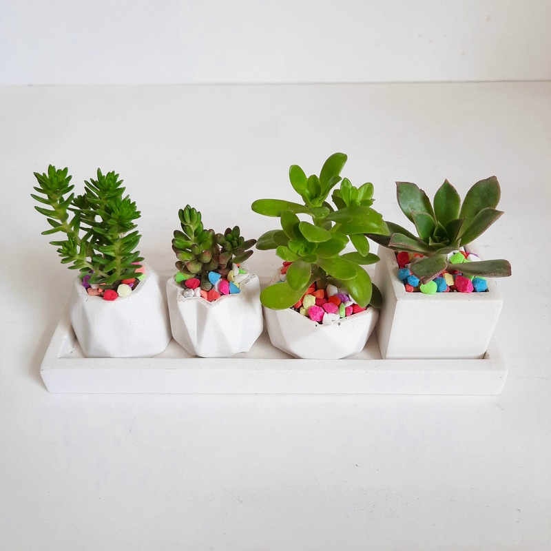 گیاه طبیعی ساکولنت و کاکتوس کد 8 مجموعه 4 عددی