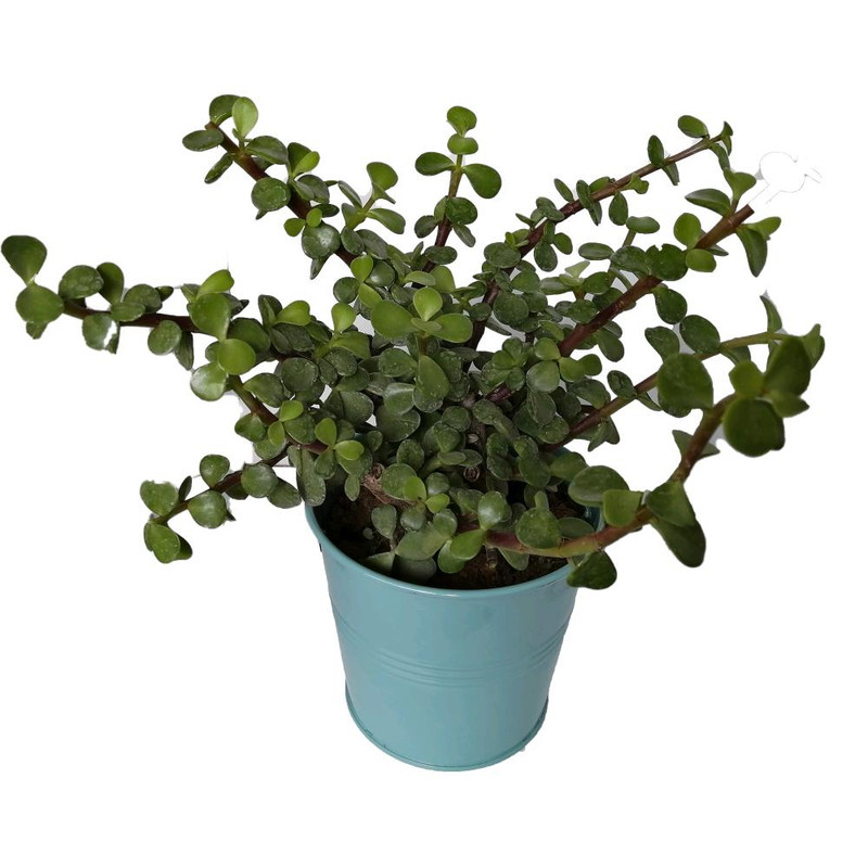 گیاه طبیعی کراسولا خرفه ای مدل rf03 گیاه طبیعی کراسولا خرفه ای مدل rf03