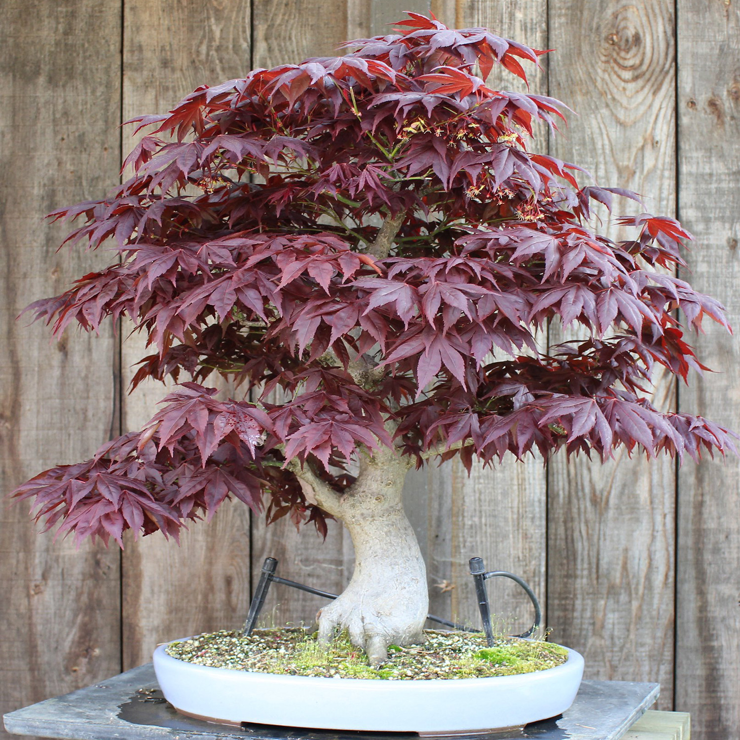 بذر بنسای افرا پلانتانید سانیا سید مدل S31