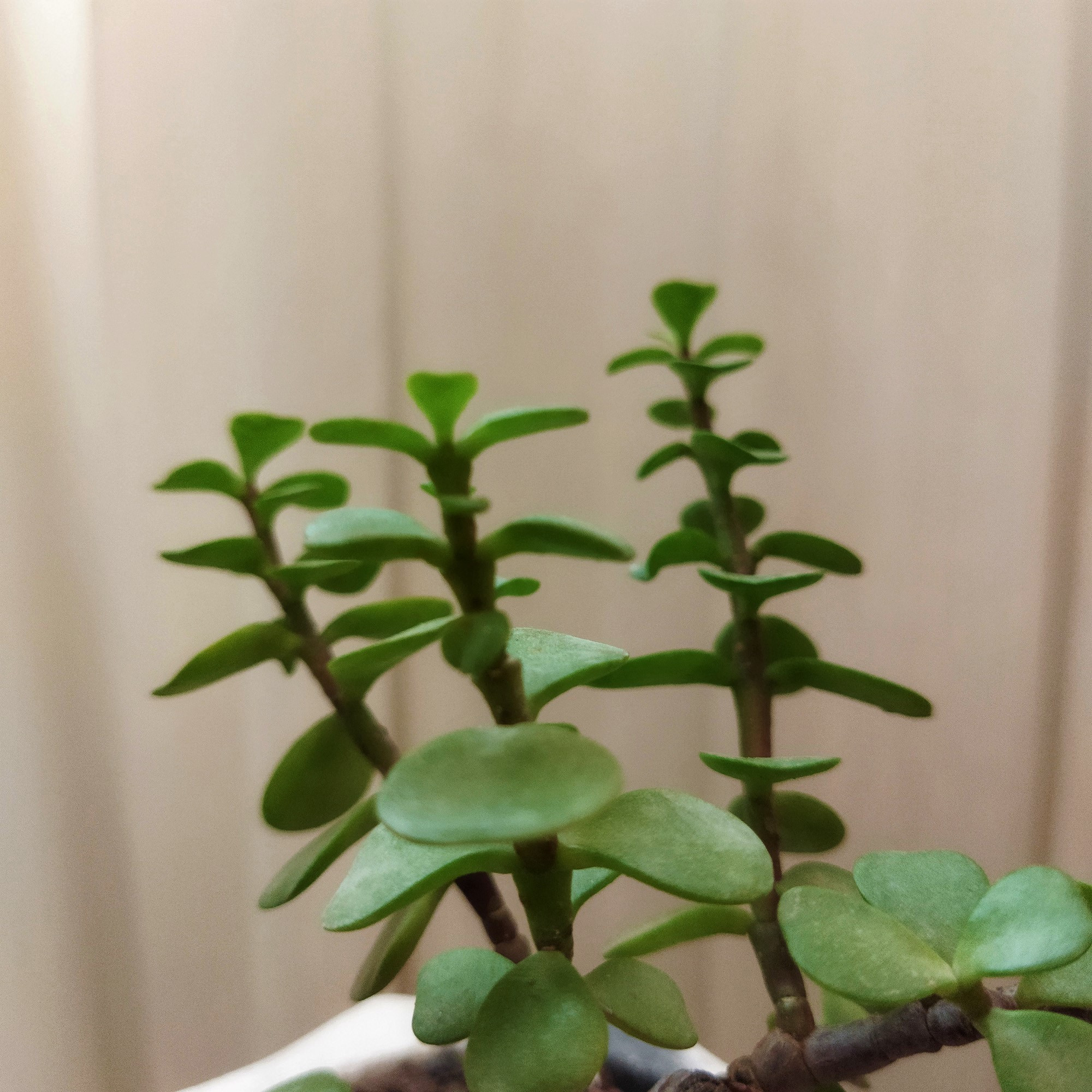 گیاه طبیعی کراسولا خرفه ای کد pg_23