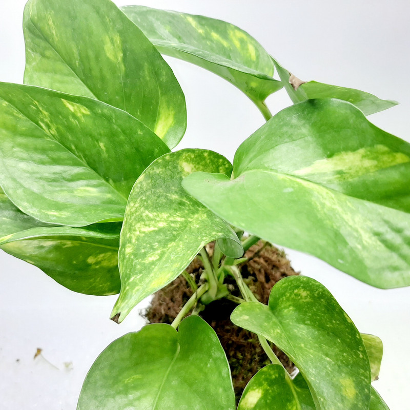 گیاه طبیعی پتوس کد KDPT گیاه طبیعی پتوس کد KDPT