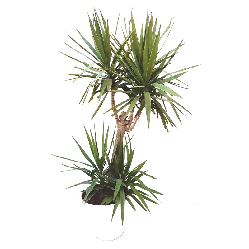 گیاه طبیعی یوکا مدل Sh19024