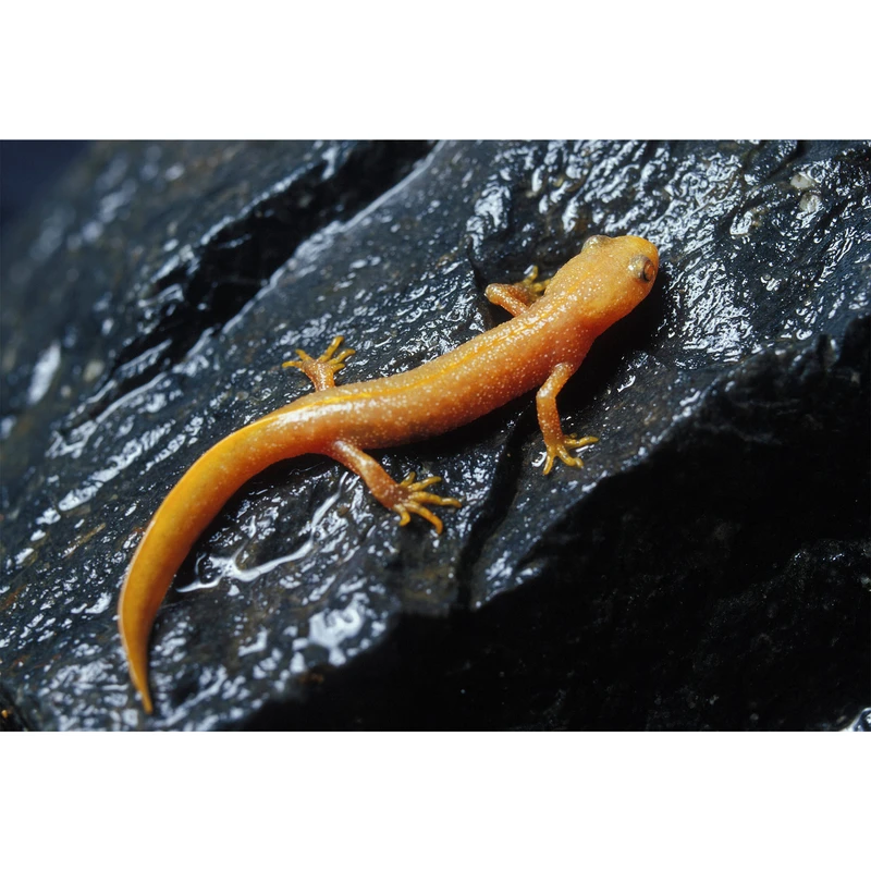 تابلو شاسی طرح صخره و مارمولک مدل T2186