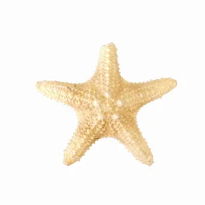 ستاره دریایی تزیینی مدل گبگو