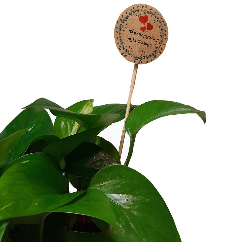 گیاه طبیعی پوتوس کدA.P.01