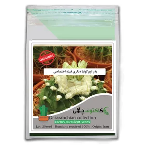 بذر اوبرگونیا دنگری کاکتوسچی مدل AM-057