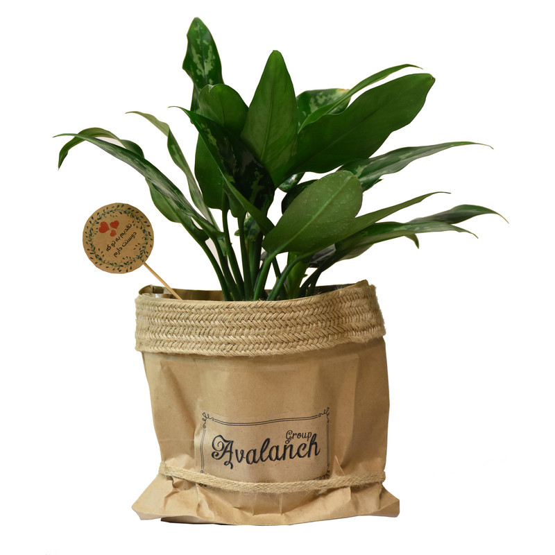 گیاه طبیعی آگلونما سبز کد P.A.07 گیاه طبیعی آگلونما سبز کد P.A.07