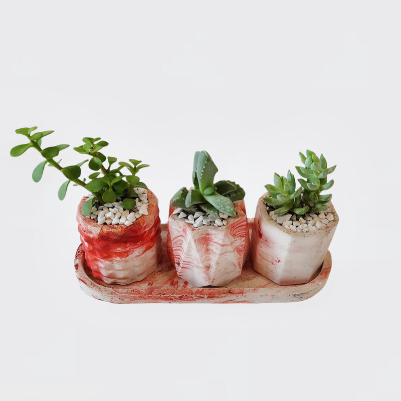 گیاه طبیعی ساکولنت کد 002 مجموعه 3 عددی