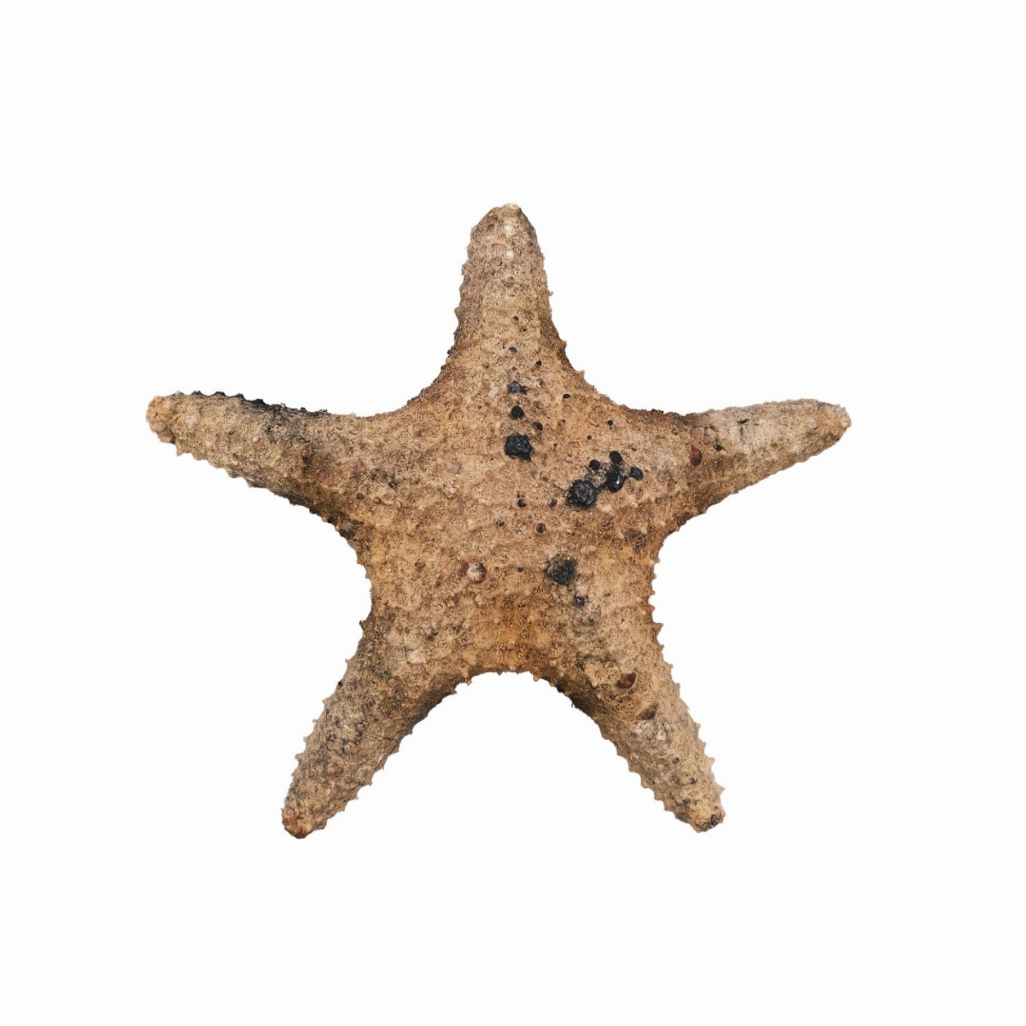 ستاره دریایی تزیینی مدل فلور