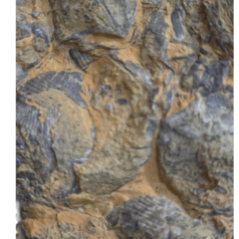 سنگ راف مدل سنگ فسیل کد 082