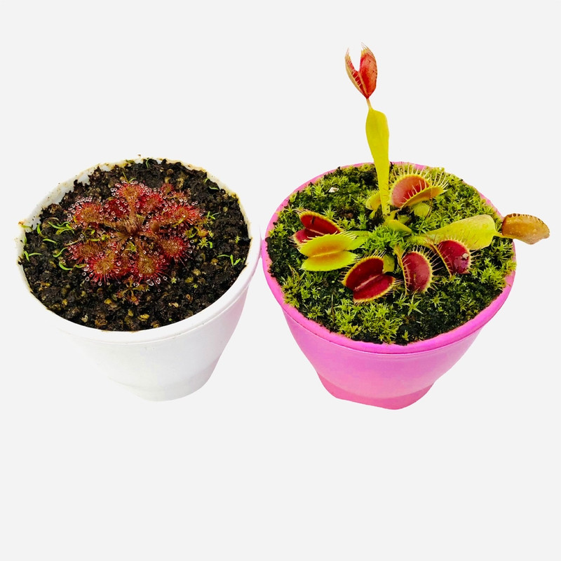 گیاه طبیعی ونوس و دروزرا مدل گوشتخوار اسپاتولاتا مجموعه 2 عددی