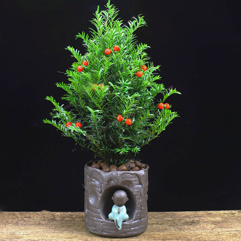 بذر بنسای ناندینا وانیا سید مدل N56