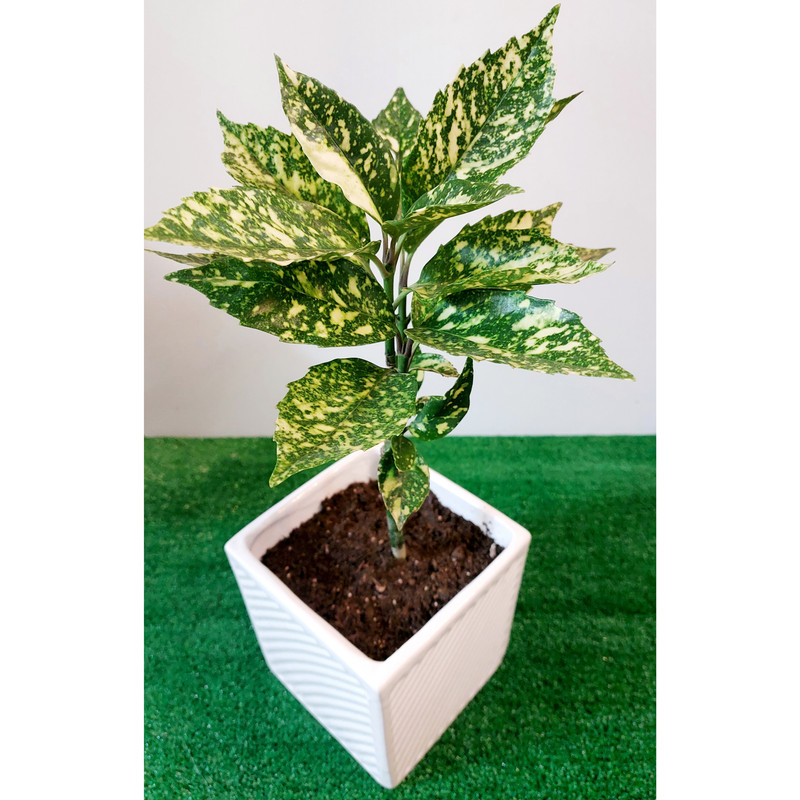 گیاه طبیعی آکوبا مدل F-05