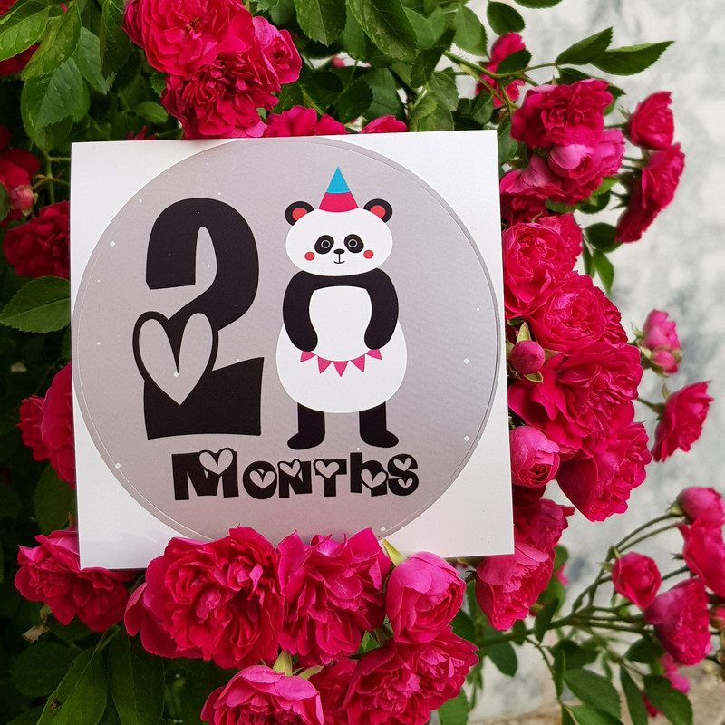 لوازم تم عکاسی کودک مدل ماهگرد نوزاد طرح حیوانات قلب قلبی مجموعه 14 عددی