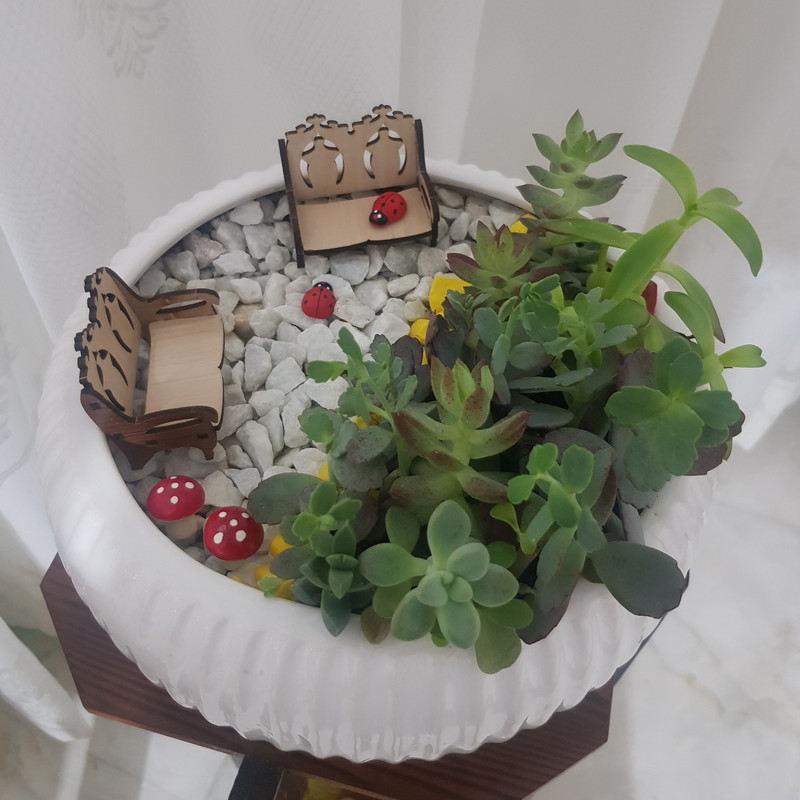 گیاه طبیعی دیش گاردن ساکولنت مدل 127