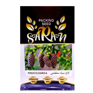 بذر درخت کاج سیاه سلطنتی ساران مدل MRH_251