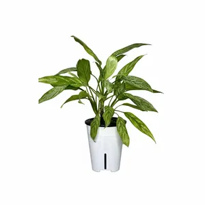 آگلونما سبز گلآرون مدل هیدروپنیک