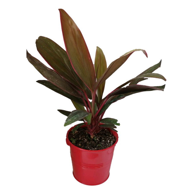 گیاه طبیعی کردلین کد uf07 گیاه طبیعی کردلین کد uf07