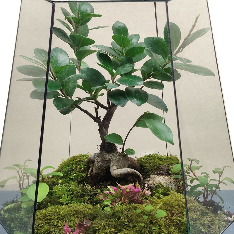 تراریوم طبیعی مایا تراریوم مدل 1126