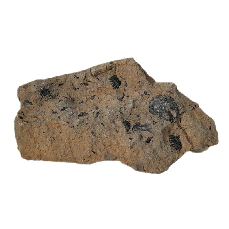 سنگ راف مدل فسیل صدفی کد 232 تزیینی کلکسیونی