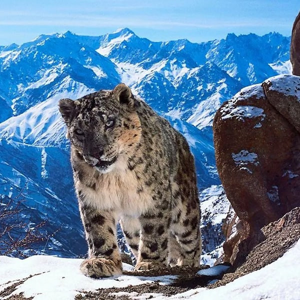 مستند سیاره زمین Planet Earth 2006 اثر دیوید اتنبرو نشر لیمو استور مستند سیاره زمین Planet Earth 2006 اثر دیوید اتنبرو نشر لیمو استور