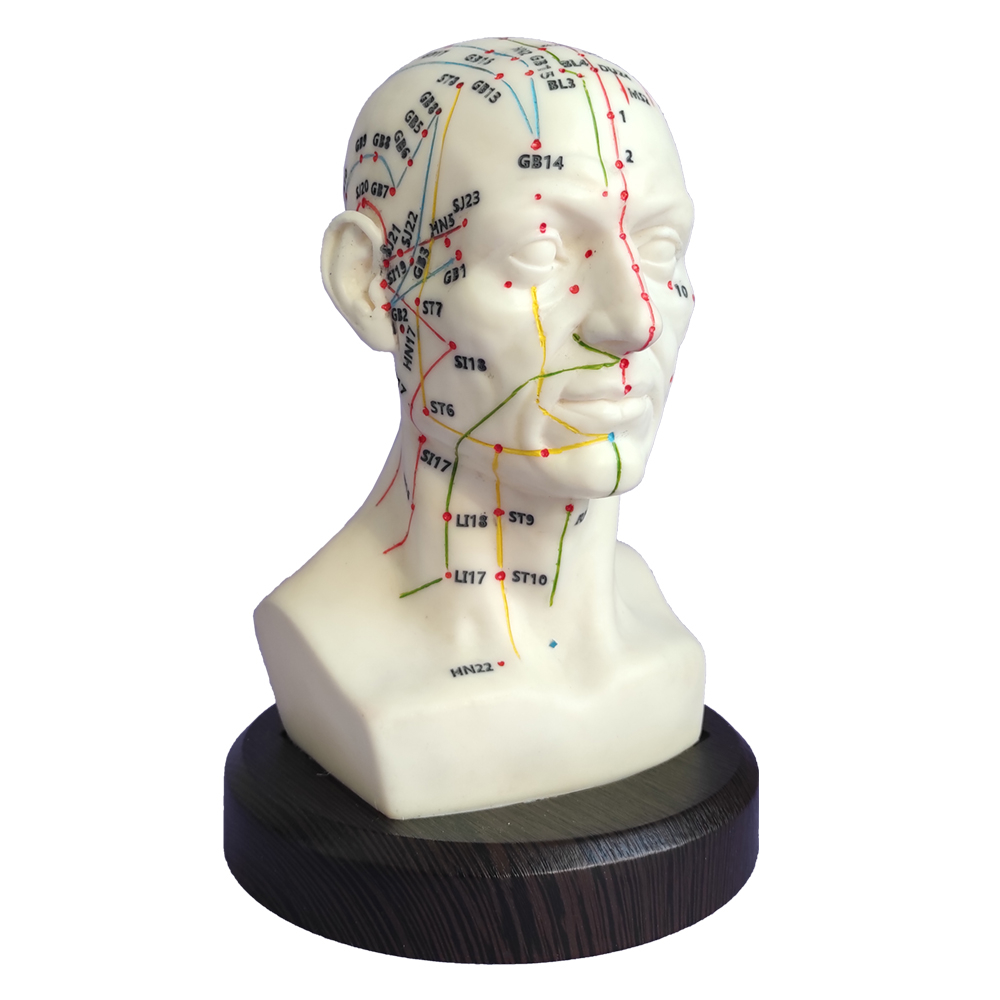 بازی آموزشی مدل مولاژ طب سوزنی سر انسان کد A020