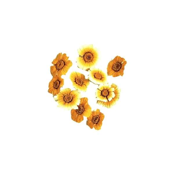 گل خشک  مدل  بابونه  شیراز کد 1313 مجموعه 10 عددی