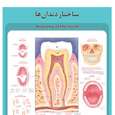 پوستر آموزشی طرح آناتومی ساختار دندان ها