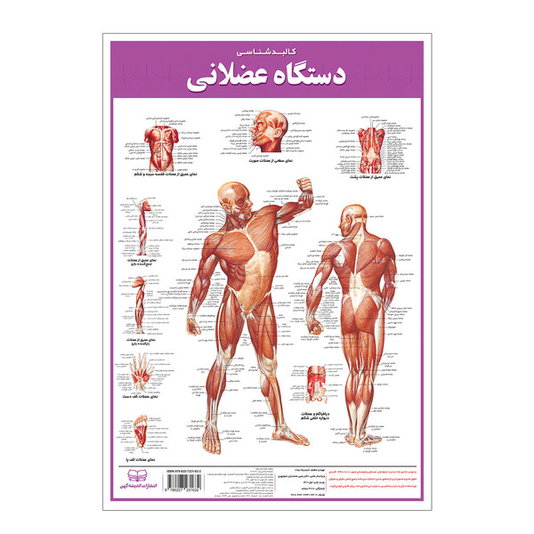 پوستر آموزشی انتشارات اندیشه کهن مدل کالبدشناسی دستگاه عضلانی کد 35-50-5