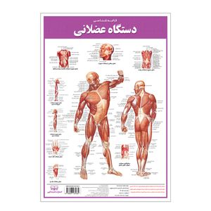 نقد و بررسی پوستر آموزشی انتشارات اندیشه کهن مدل کالبدشناسی دستگاه عضلانی کد 35-50-5 توسط خریداران