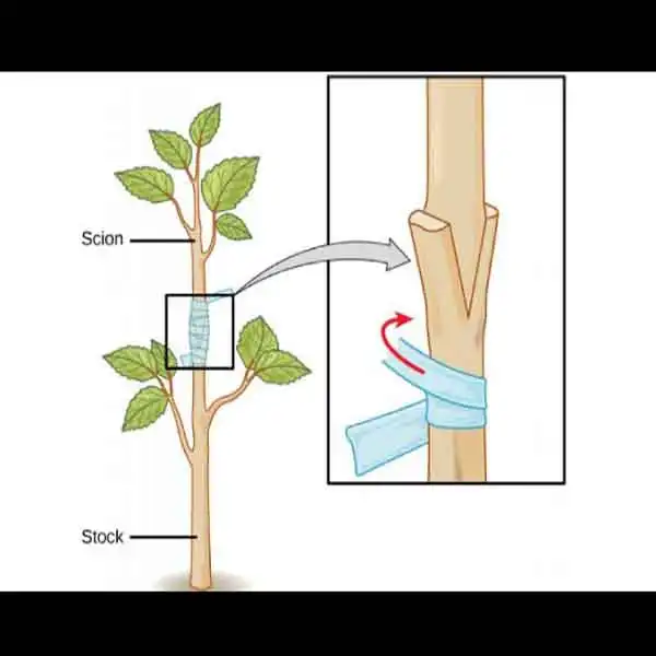 نوار پیوند مدل گلخانه ای KCO13.5cm طول 500 متر