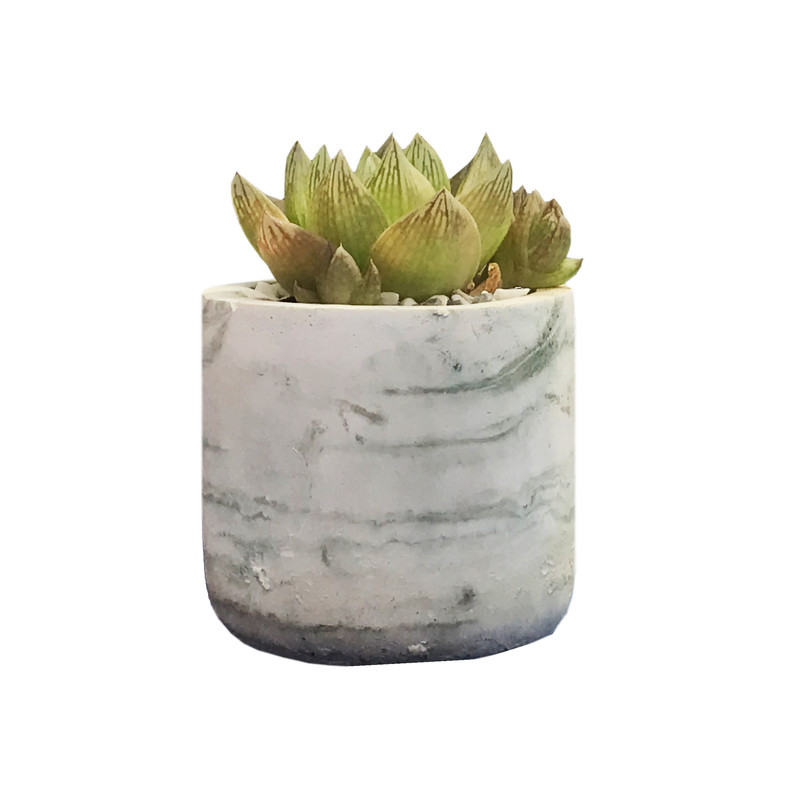 گیاه طبیعی کاکتوس هاوارتیا شیشه ای مدل DR- 257 گیاه طبیعی کاکتوس هاوارتیا شیشه ای مدل DR- 257