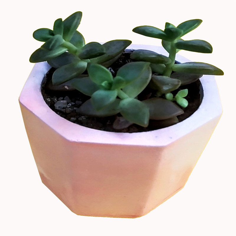 گیاه طبیعی ساکولنت مدل A-11 مجموعه 3 عددی