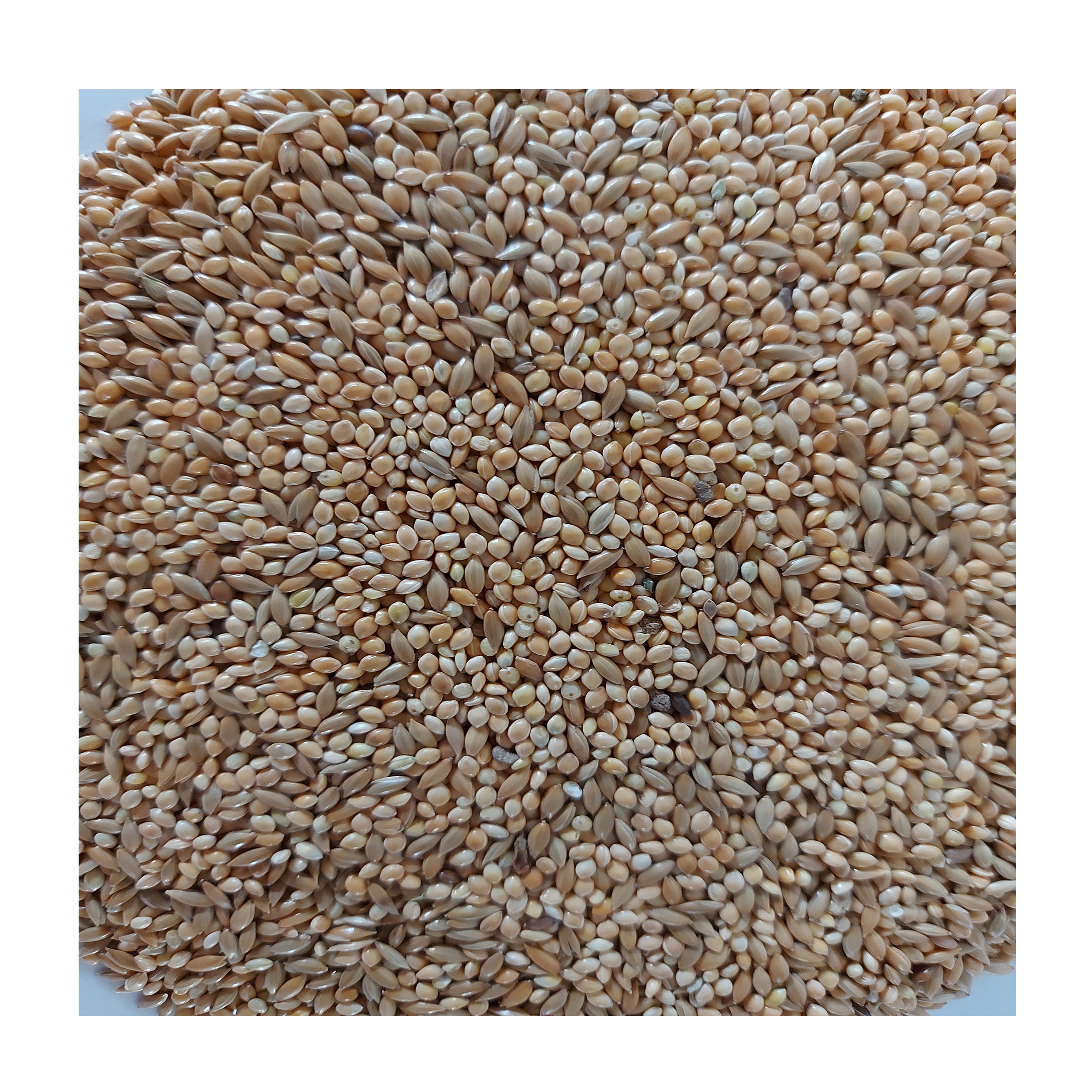 غذای پرندگان مدل مخلوط ارزن و کتان کد ArzKtn1 وزن 1000 گرم