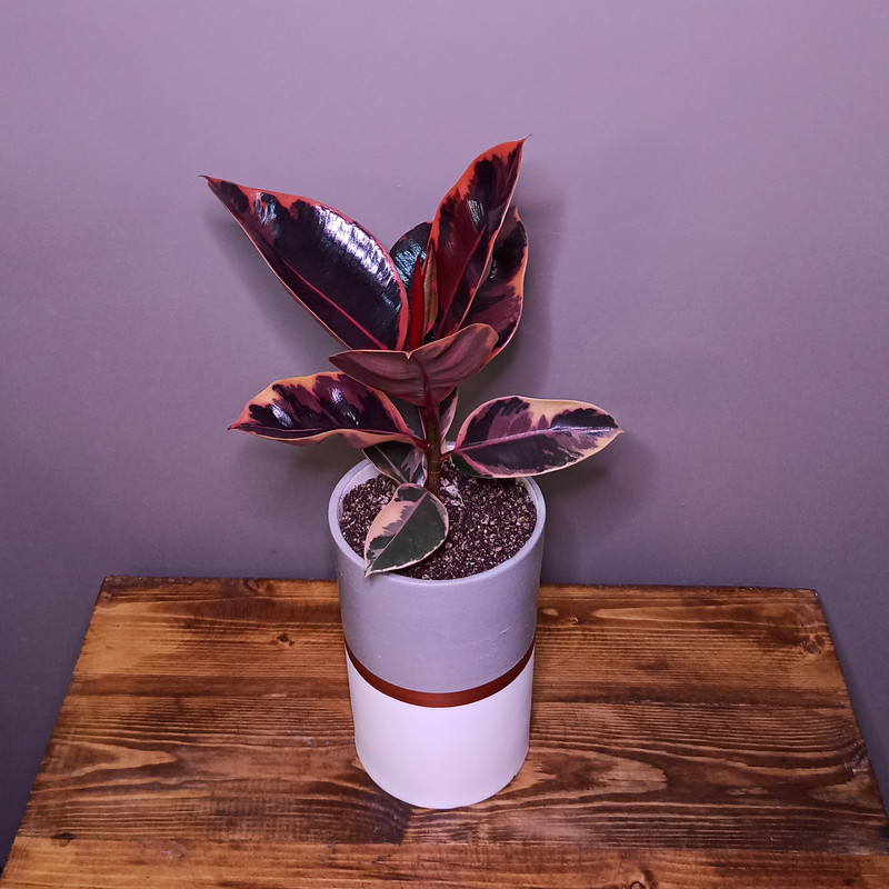 گیاه طبیعی فیکوس مدل GA01