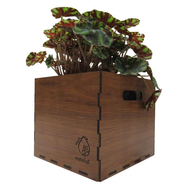 گیاه طبیعی بگونیا پلنگی ناردونه کد M02