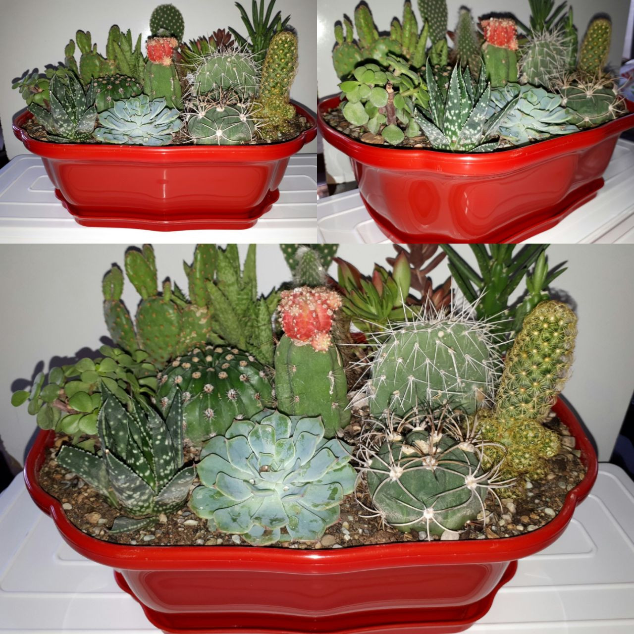 گلدان مدل بنسای بسته 2 عددی