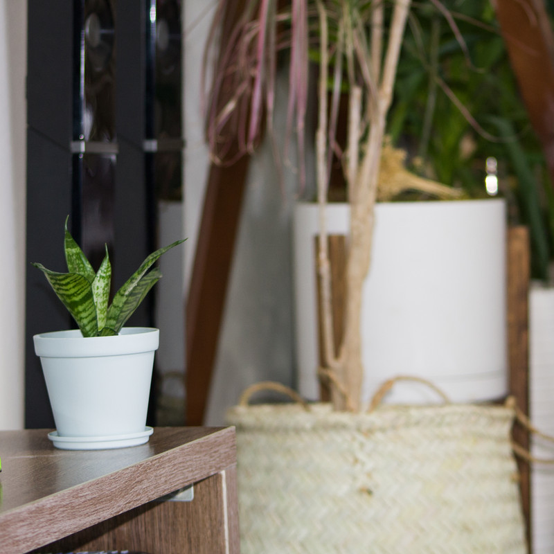 گیاه طبیعی سانسوریا مدل پا کوتاه L-S-10