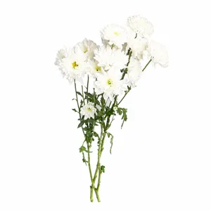 شاخه گل داودی طبیعی مدل مینیاتوری W1 بسته 10 عددی