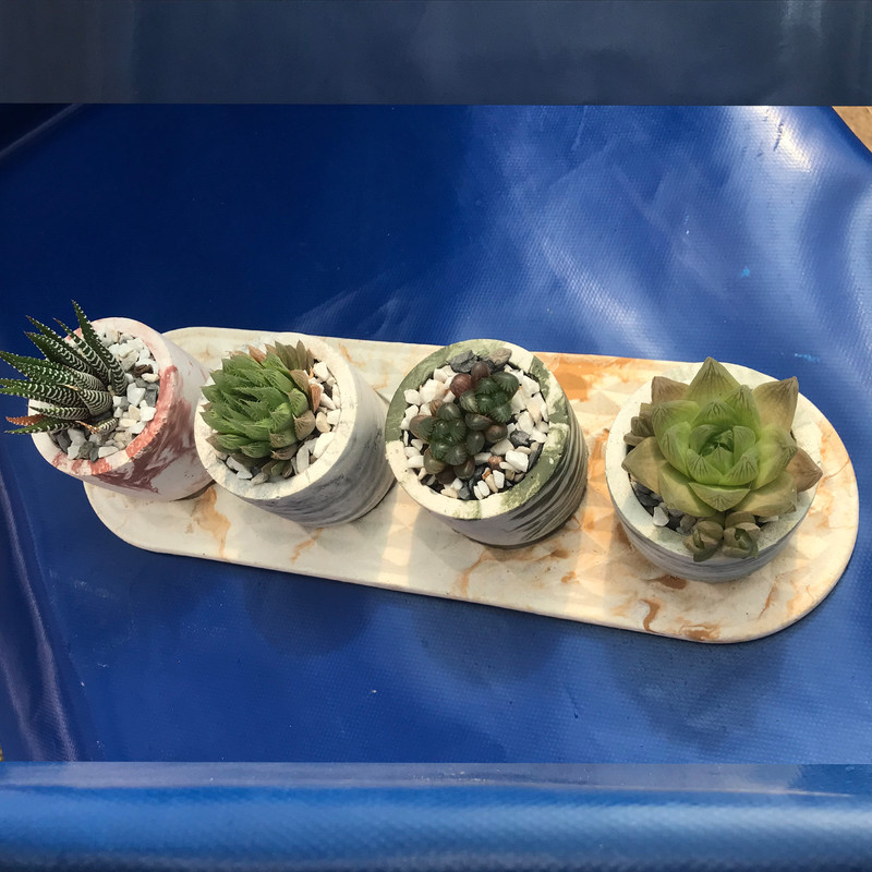 گیاه طبیعی کاکتوس هاوارتیا کد PK-h1 مجموعه 4 عددی