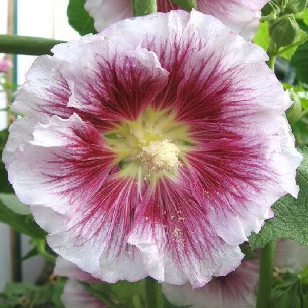 سیلیکون قالب گیری به گز مدل گل ختمی مجموعه 6عددی