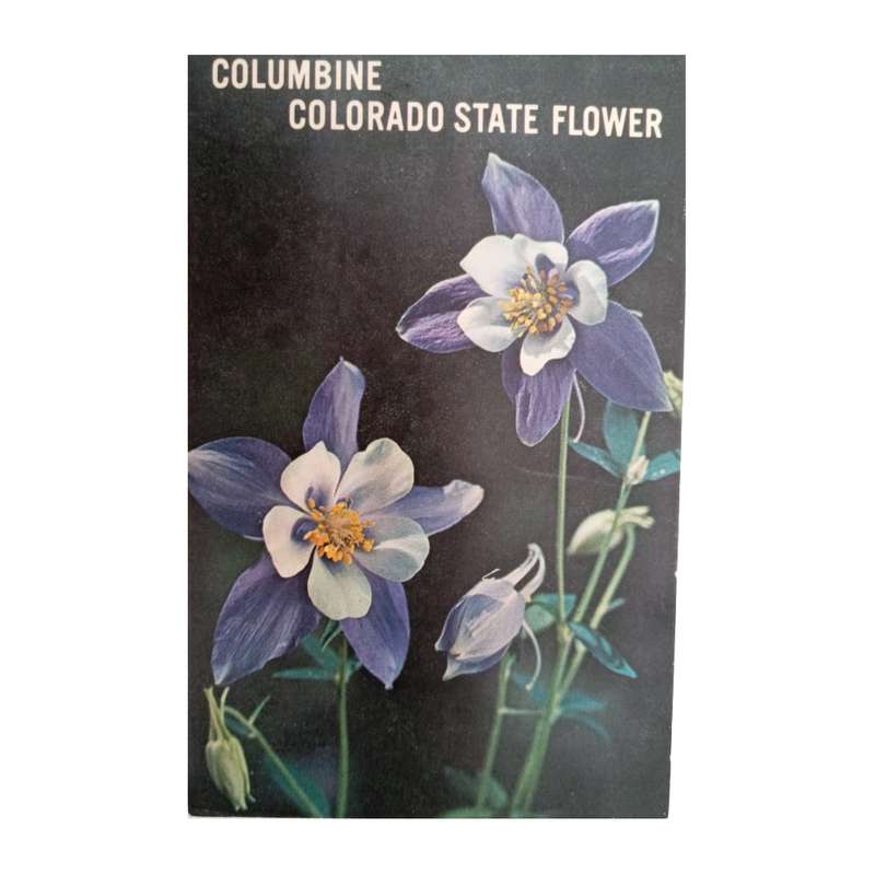 کارت پستال مدل گل کد 01