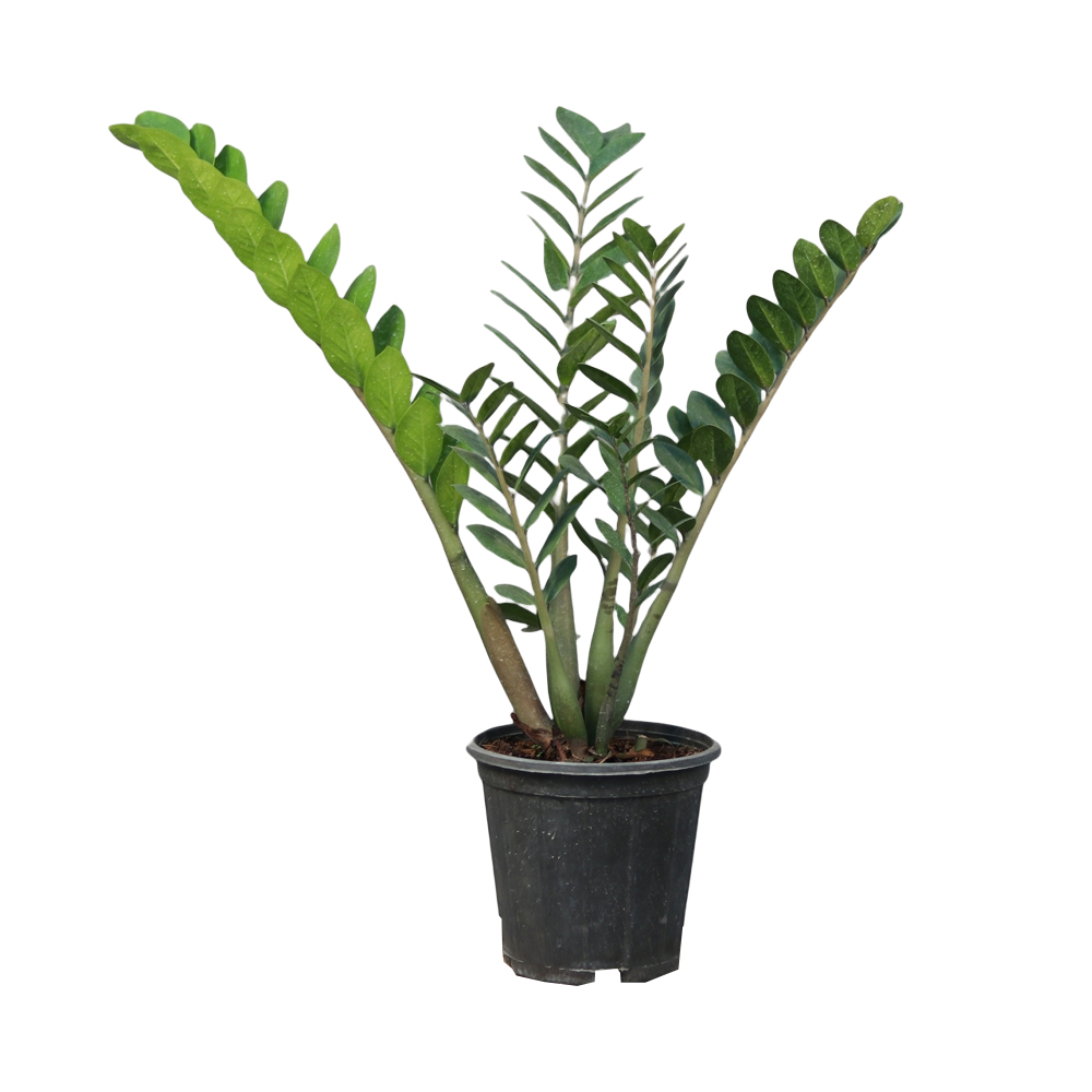 گیاه طبیعی زامیفولیا مدل 03