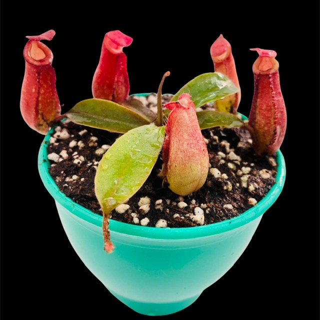 گیاه طبیعی گوشتخوار نپنتس مدل Nep06