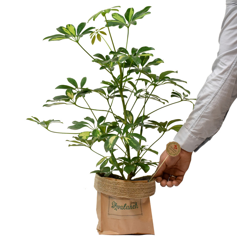 گیاه طبیعی شفلرا کد P.A.017 گیاه طبیعی شفلرا کد P.A.017